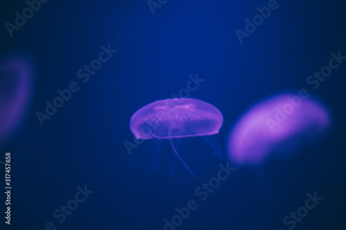 jelly fish in aquarium © Kevin