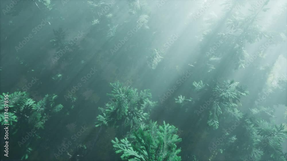 aerial sunrays in forest with fog aerial sunrays in forest with fog