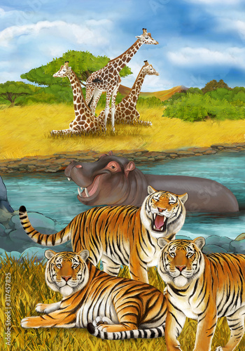 cartoon scene with hippopotamus hippo swimming in river near the meadow and giraffes resting illustration for children