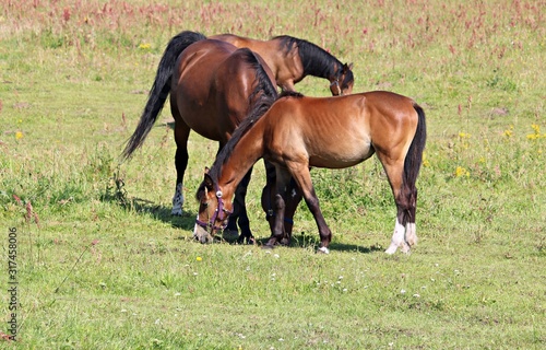 Horses graze in a green meadow by the pond on the outskirts of the village