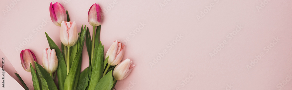 top view of pink and purple tulips on pink background, panoramic shot top view of pink and purple tulips on pink background, panoramic shot
