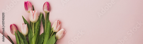 top view of pink and purple tulips on pink background  panoramic shot