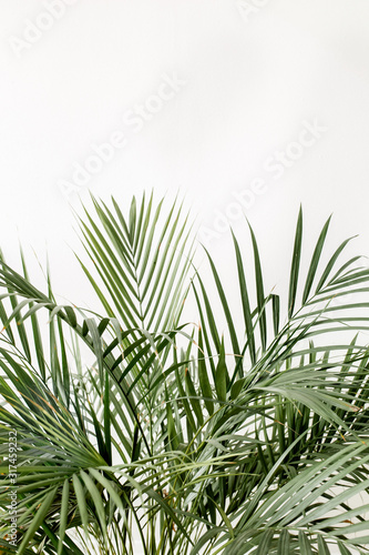 Tropical green palm leaves, branchs on white background with blank space for text. Flat lay, top view 