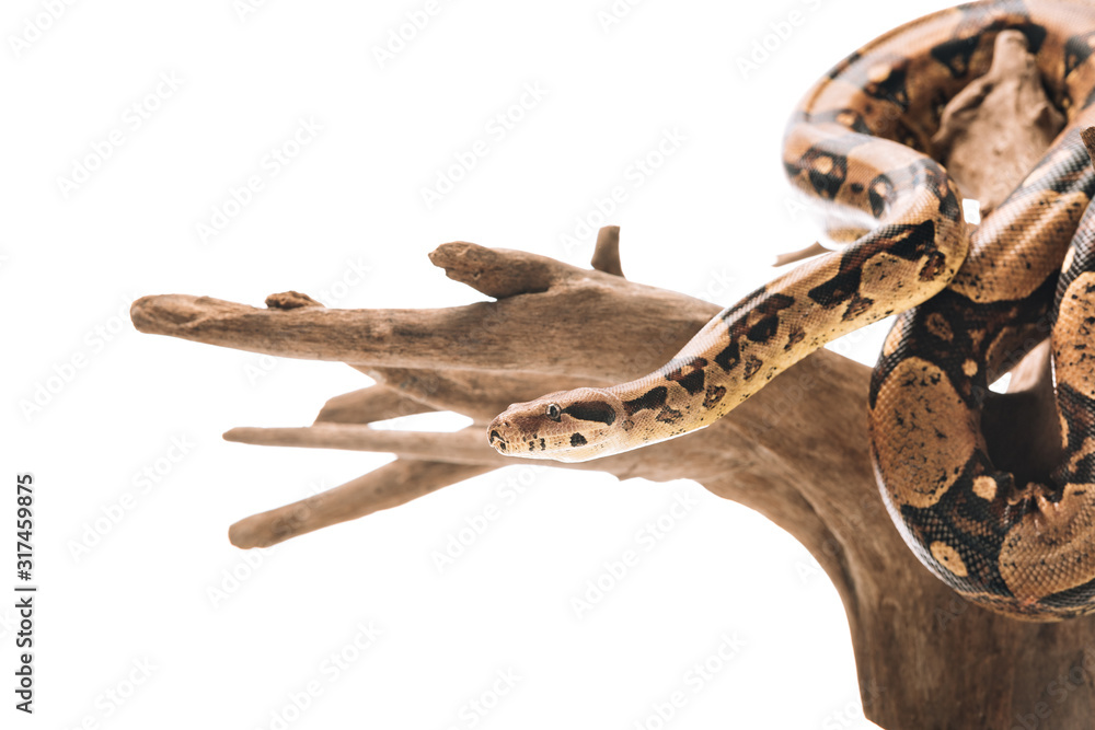 Fototapeta premium Selective focus of python on wooden snag isolated on white