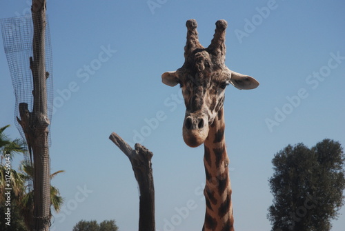 Photography Giraffe