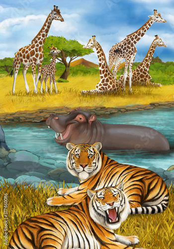 cartoon scene with hippopotamus hippo swimming in river near the meadow and giraffes resting illustration for children