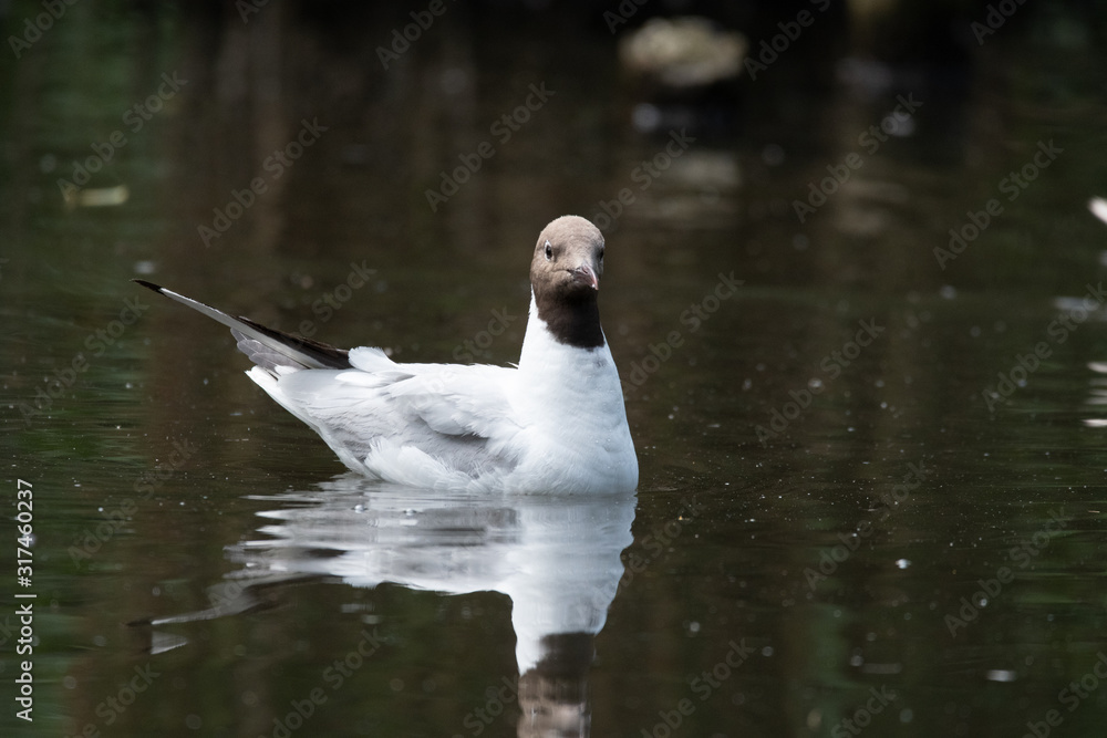 Seagull Seagull