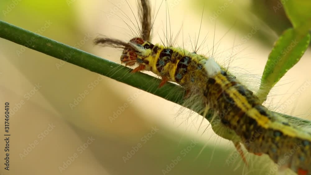 Caterpillar climbing on tree branch , outdoor  Chiangmai Thailand