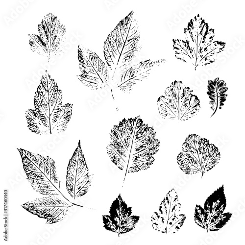 set of different leaves. black and white prints of leaves.