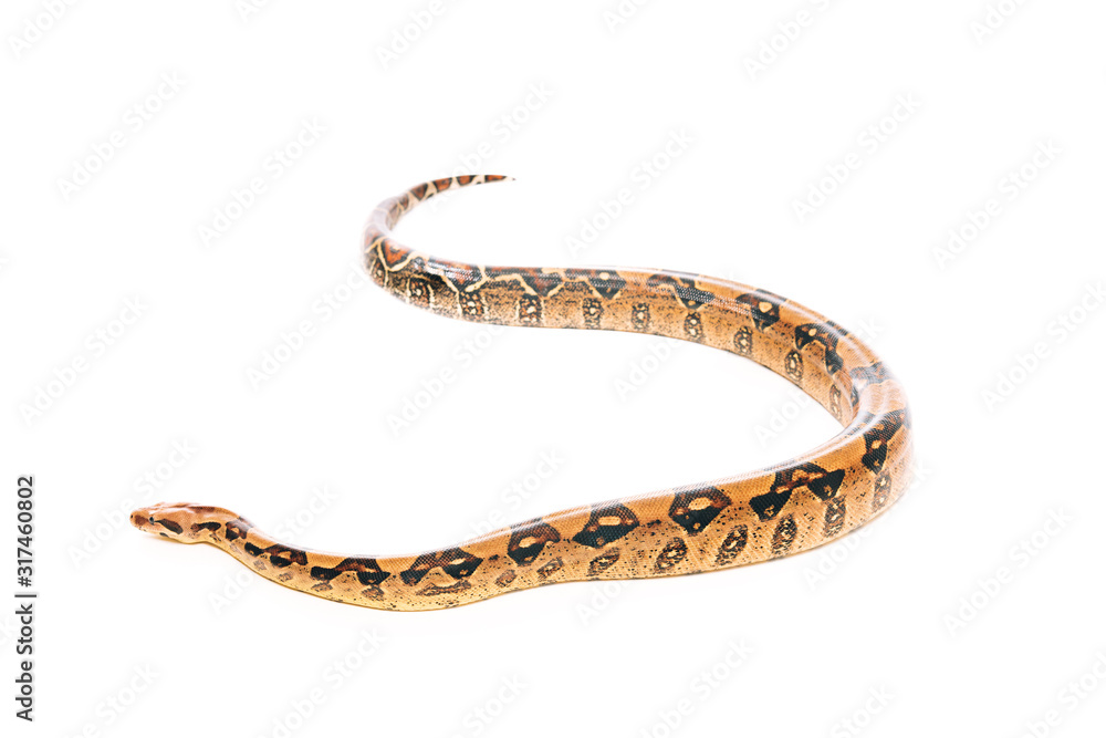 Selective focus of python isolated on white Selective focus of python isolated on white