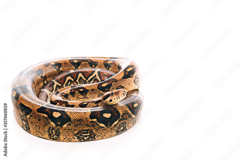 Selective focus of twisted python isolated on white with copy space Selective focus of twisted python isolated on white with copy space