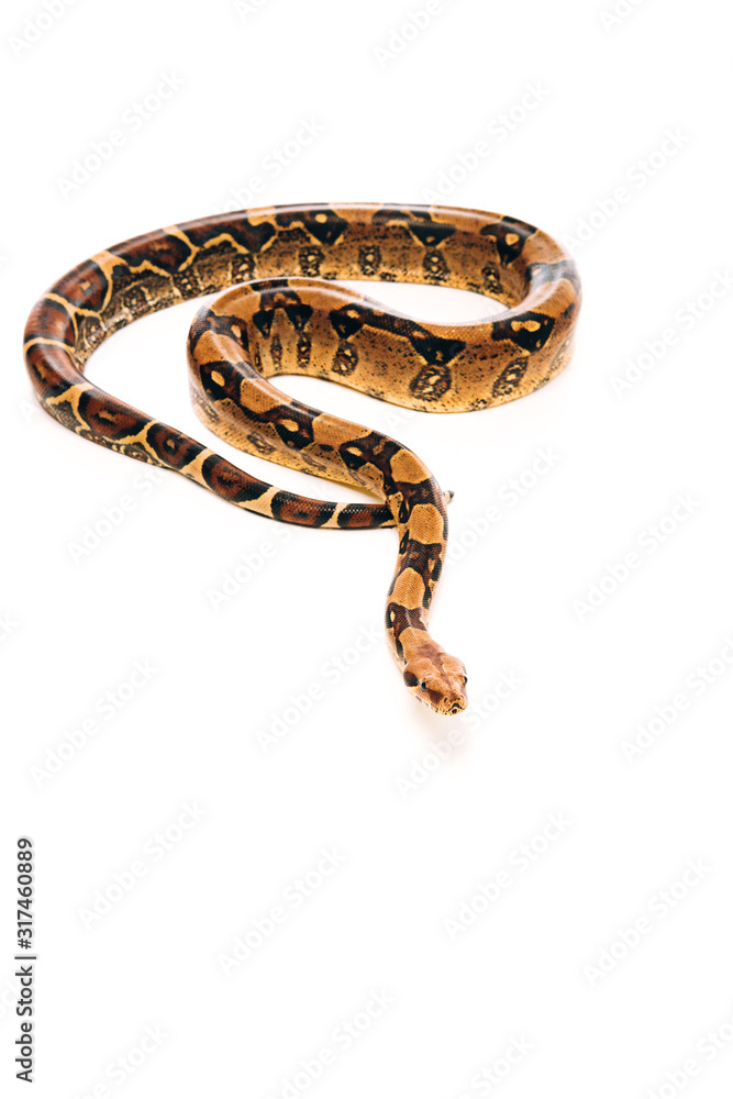 High angle view twisted python of isolated on white High angle view twisted python of isolated on white