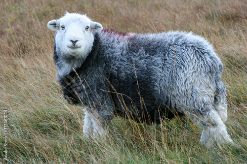 Herdwick Schaf, eine englische Schafrasse von der Seite auf der Weide im Lake District photo