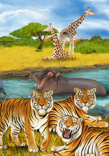 cartoon scene with hippopotamus hippo swimming in river near the meadow and giraffes resting illustration for children