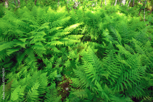 Lush norvegian fern bushs in Norway forest, Europe. Landscape photography