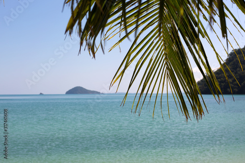 Palm leaves on blue sea background.