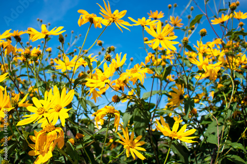 yellow flowers on background of blue sky