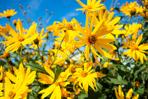 yellow flowers on background of blue sky