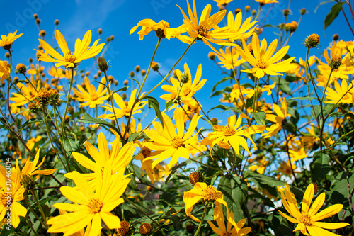 yellow flowers on blue sky