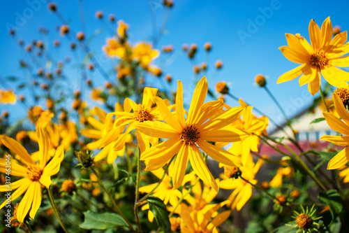 yellow flowers on background of blue sky