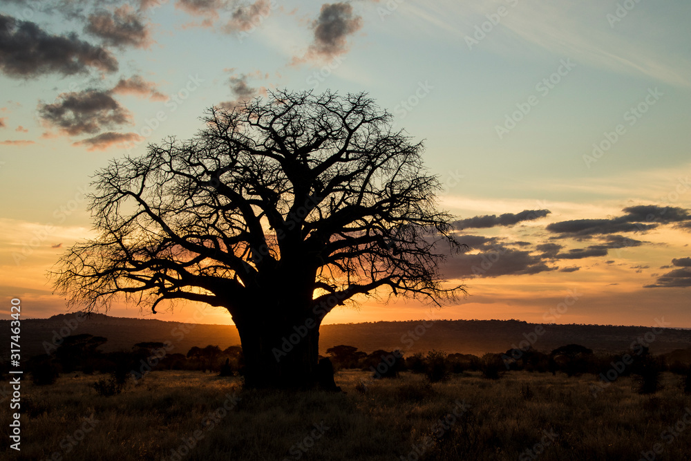 Obraz premium Baobab al tramonto