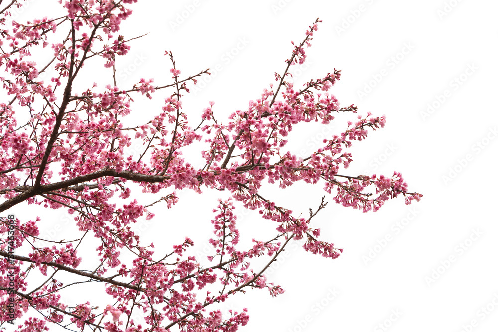 Beautiful cherry blossom flower in blooming on white background Beautiful cherry blossom flower in blooming on white background