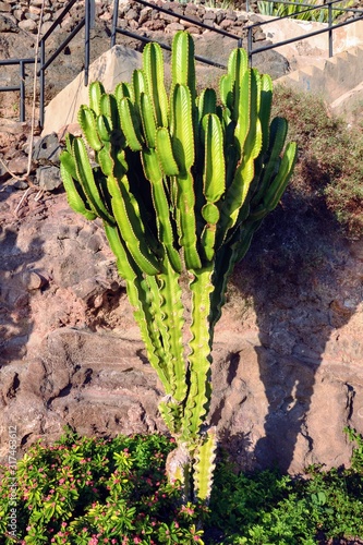 Konstfotografi Euphorbia candelabrum is a succulent species of plant in the family Euphorbiacea