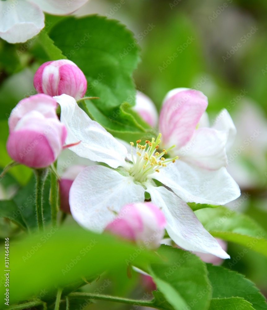 Apfelblüten mit Knospen - Apfeblaum in voller Blüte Apfelblüten mit Knospen - Apfeblaum in voller Blüte