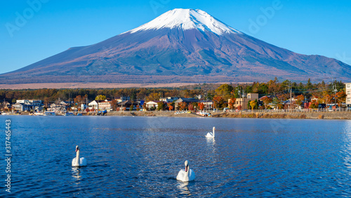 Fuji Mountain with swan at Yamanaka Lake 2