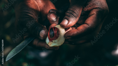 black farmer opening a nutmeg with a knife on Zanzibar spice farm photo