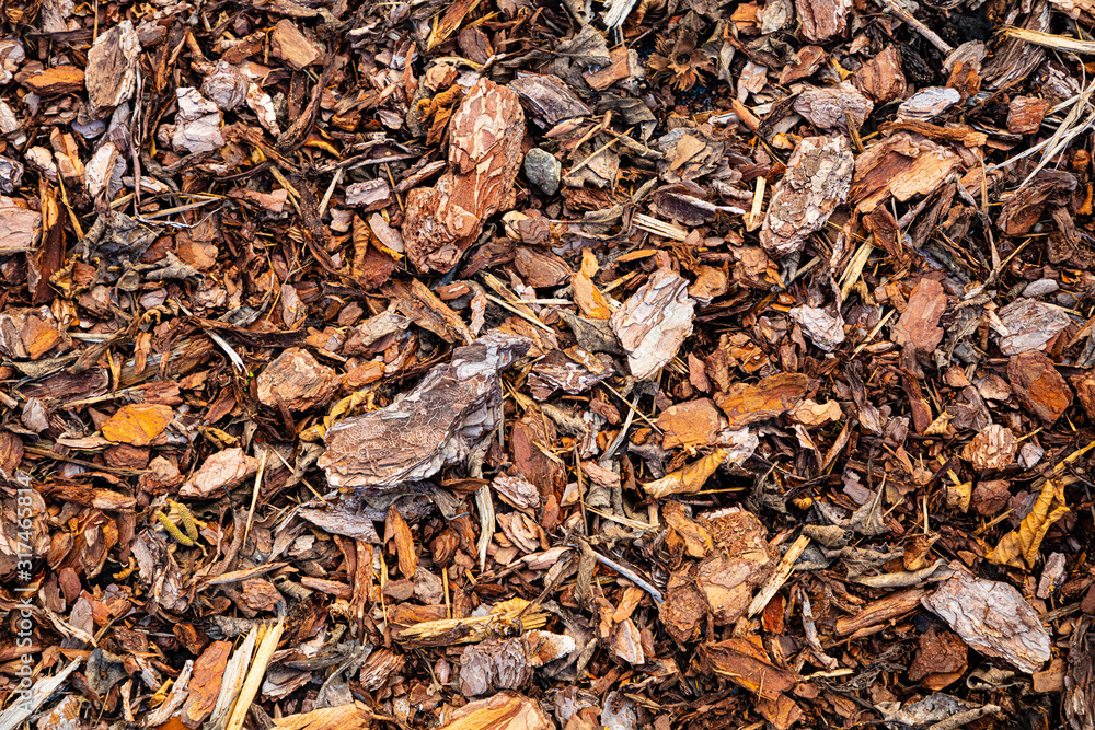 Tree Pine bark pieces top view. Interesting wooden texture or wood background with mulching garden beds Tree Pine bark pieces top view. Interesting wooden texture or wood background with mulching garden beds