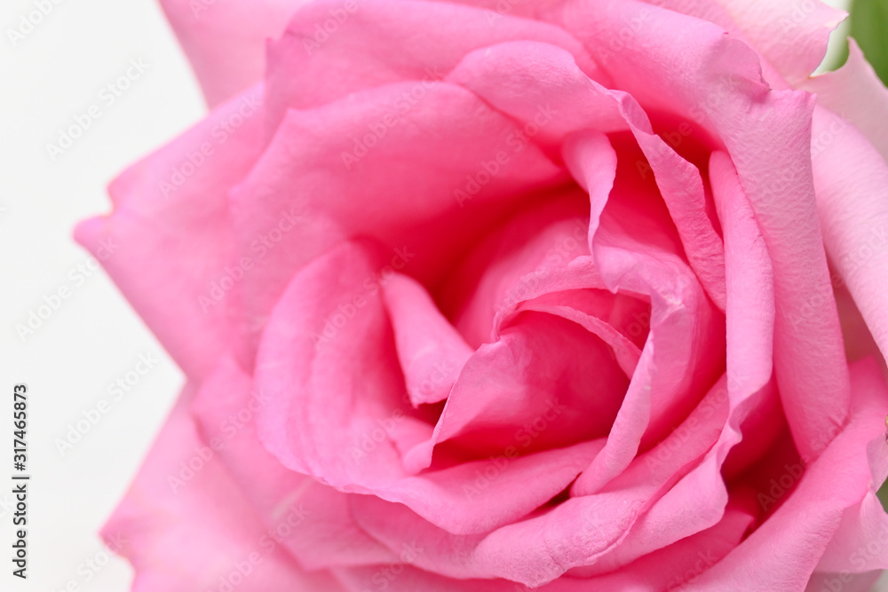 closeup beauty petal of pink rose flower blossom on white background closeup beauty petal of pink rose flower blossom on white background