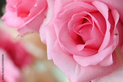 beautiful pink rose flower  image used for romantic wedding background