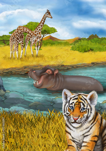 cartoon scene with hippopotamus hippo swimming in river near the meadow and giraffes resting illustration for children