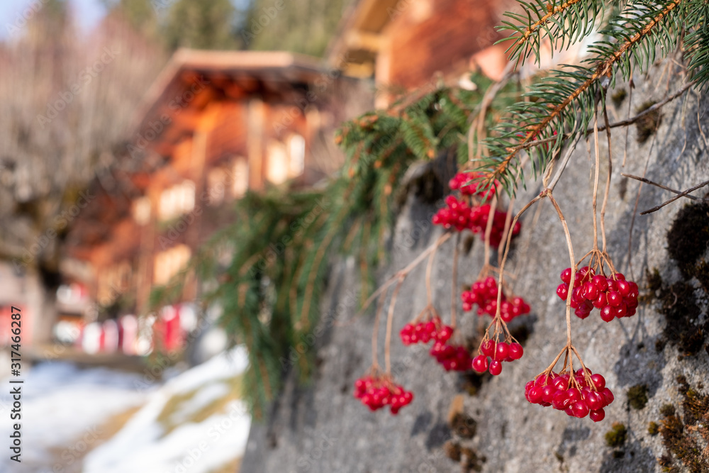 Winter scene photographed in the Alps outside the village of Wengen in Switzerland. Red berries in focus in the foreground, wooden chalet with red doors out of focus in the background. 