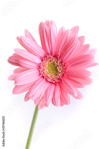 pink gerbera blooming in springtime, beautiful single flower isolated on white background