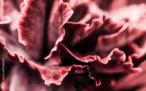 Abstract floral background, pink carnation flower. Macro flowers backdrop for holiday brand design photo