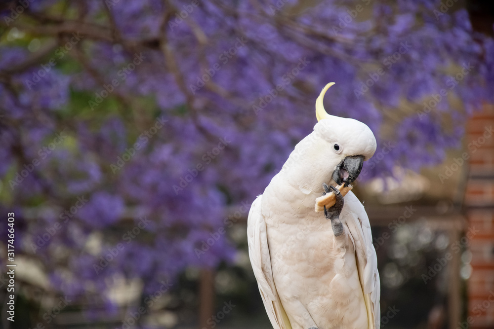 Sulphur-crested cockatoo eating bread with beautiful blooming jacaranda tree on background.