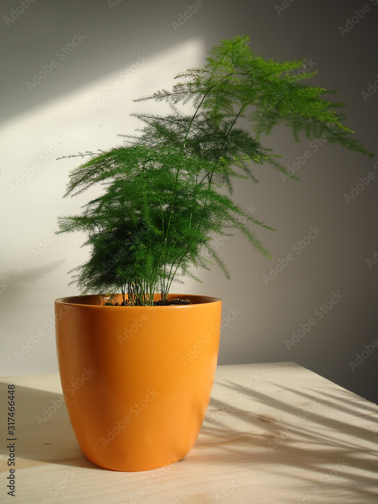 Foto de The asparagus fern (Asparagus sprengeri) is a common and fast