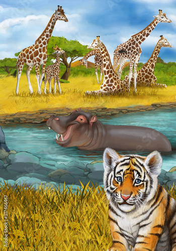 Fototapeta Naklejka Na Ścianę i Meble -  cartoon scene with hippopotamus hippo swimming in river near the meadow and giraffes resting illustration for children