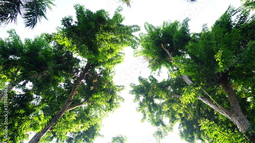 green branches of a tree