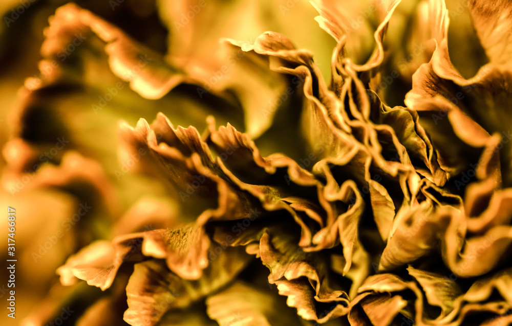 Abstract floral background, orange carnation flower. Macro flowers backdrop for holiday brand design Abstract floral background, orange carnation flower. Macro flowers backdrop for holiday brand design