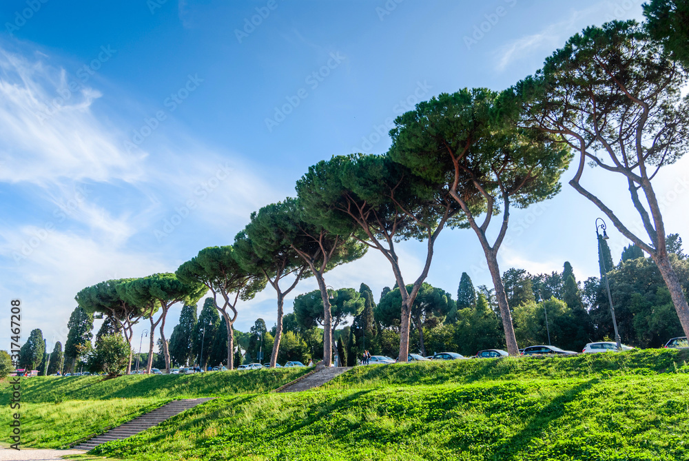 Italian Stone Pines Pinus Pinea also known as Umbrella Pines and Parasol Pines, tall trees near Aventine Hill, Rome. Italian Stone Pines Pinus Pinea also known as Umbrella Pines and Parasol Pines, tall trees near Aventine Hill, Rome.