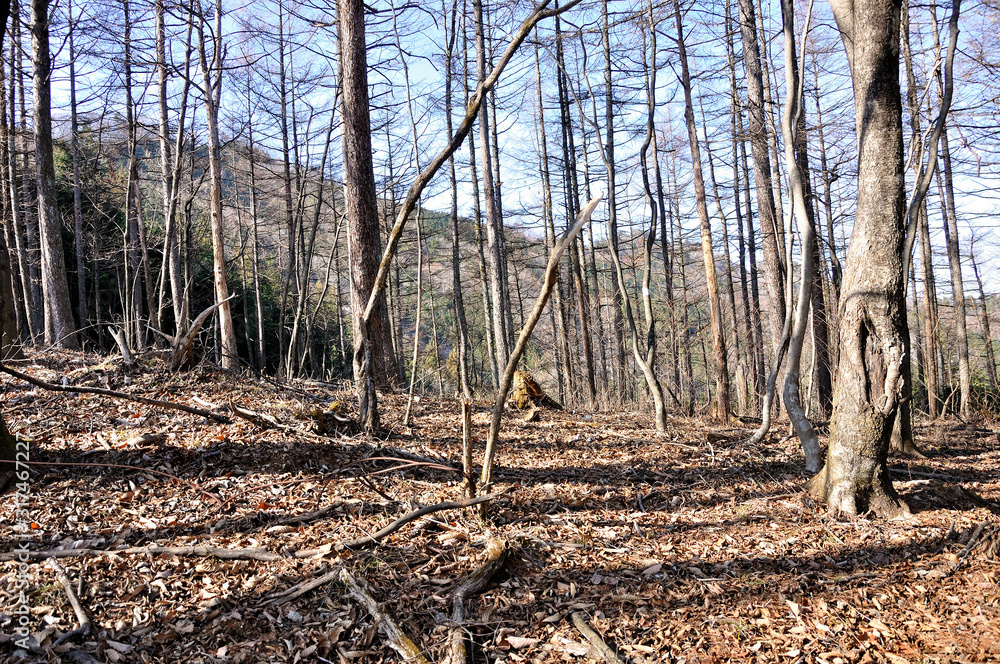 奥武蔵 大持山の雑木林 奥武蔵 大持山の雑木林