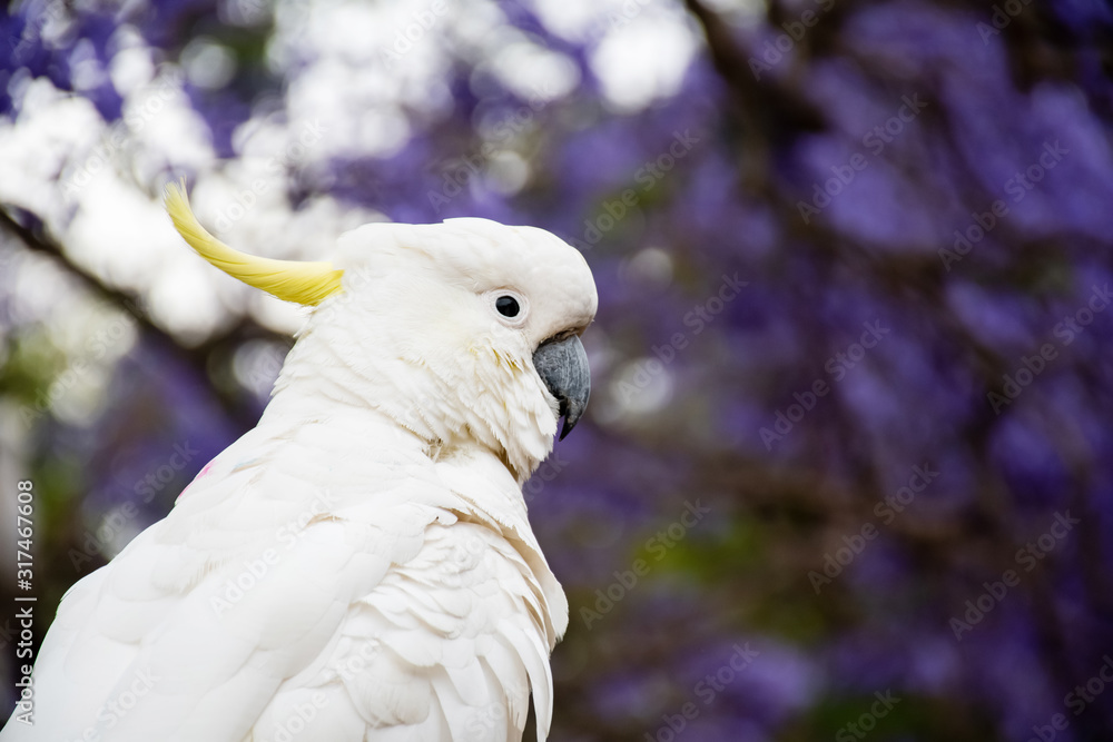 Sulphur-crested cockatoo eating bread with beautiful blooming jacaranda tree on background. Close up
