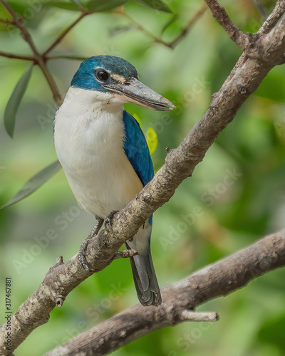 The Collared Kingfisher (Todiramphus Chloris) is a medium-sized kingfisher. It is also known as the white-collared kingfisher or mangrove kingfisher