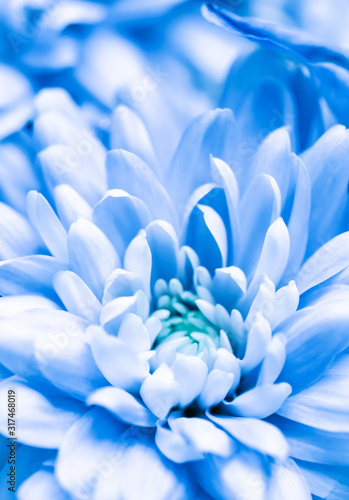 Abstract floral background  blue chrysanthemum flower. Macro flowers backdrop for holiday brand design