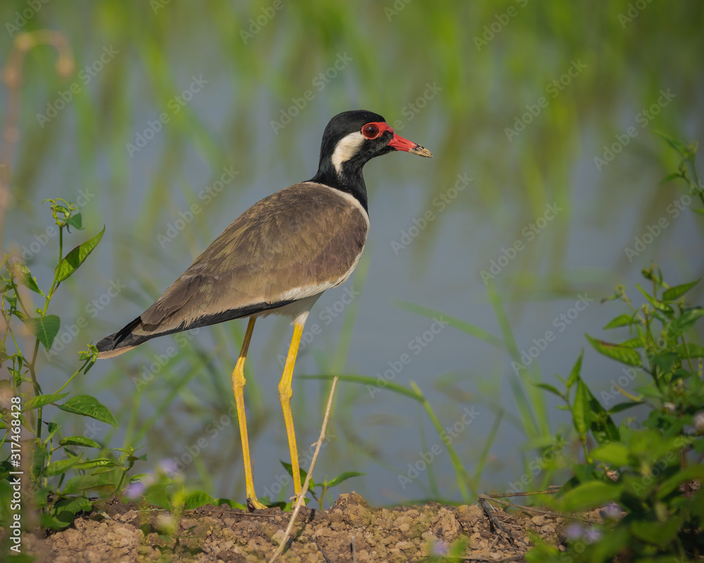 Naklejka premium The red-wattled lapwing (Vanellus indicus) is an Asian lapwing or large plover, a wader in the family Charadriidae