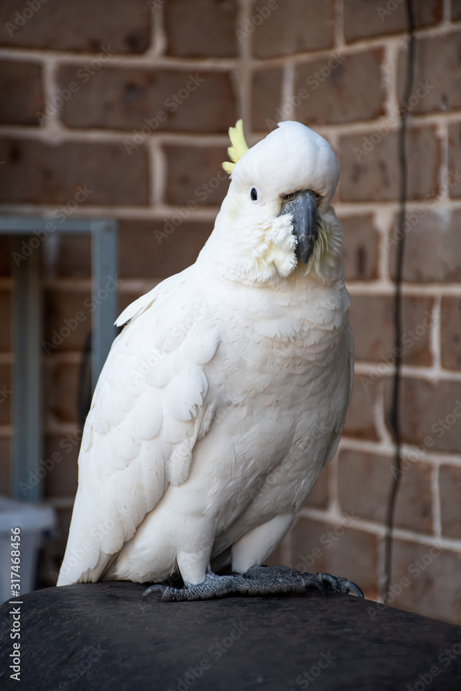 Sulphur-crested cockatoo sitting near the brick wall Sulphur-crested cockatoo sitting near the brick wall