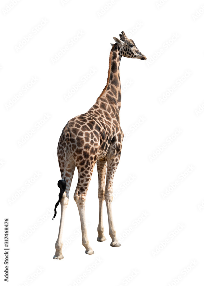 Obraz premium Giraffe isolated on a white background.